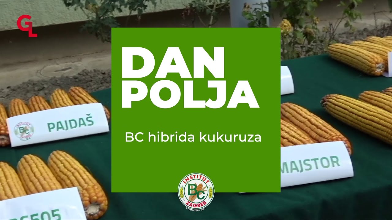 🌽 Novi BC hibridi kukuruza!