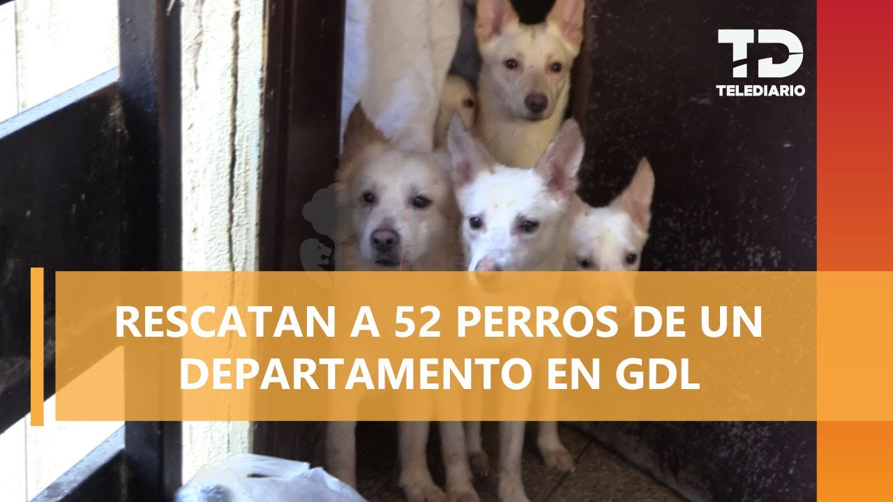 Rescatan a 52 perros en condiciones de maltrato dentro de un departamento en Guadalajara