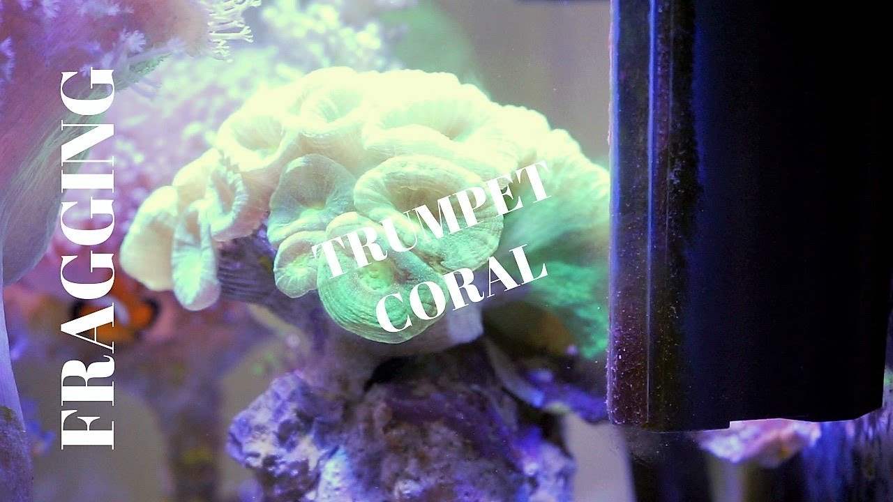 Fragging the Candycane Coral