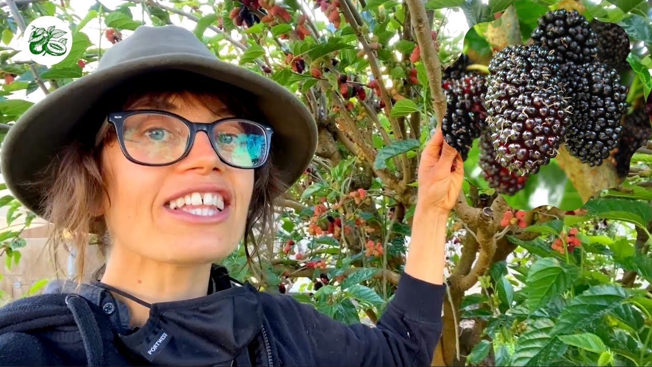 Dwarf but Un-stoppable - Mulberry Fruit Tree (Black)