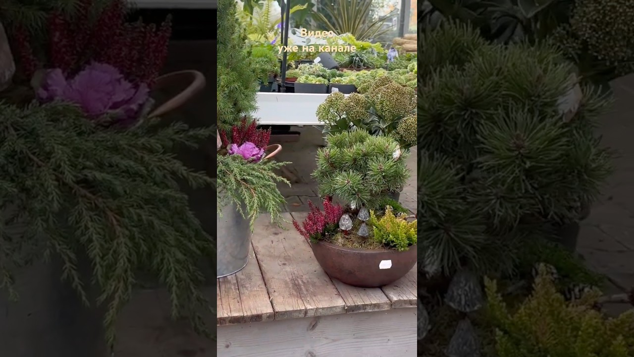 Beautiful container gardening #garden #containergardening