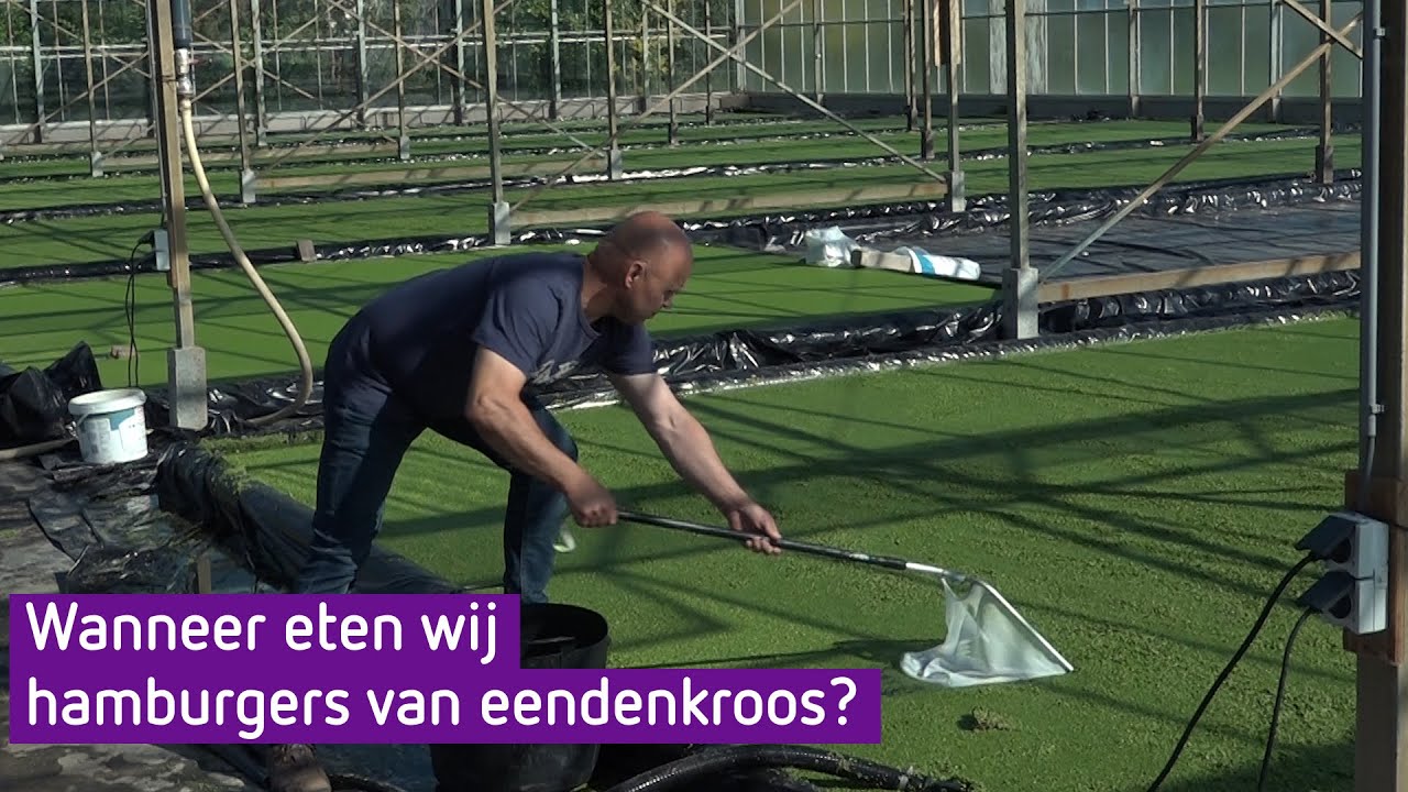 Hamburger van eendenkroos stap dichterbij, kwekers krijgen uitstel van provincie