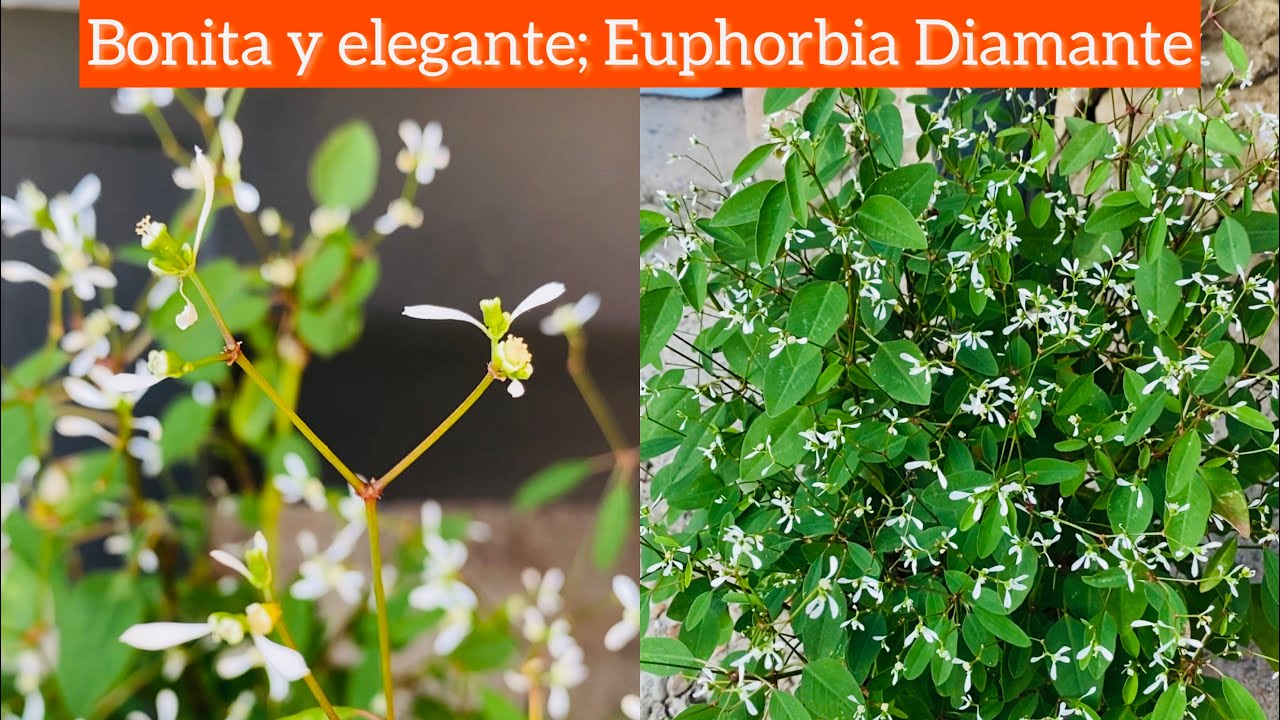 Cómo cuidar la Euphorbia Diamond Frost | Composición de plantas