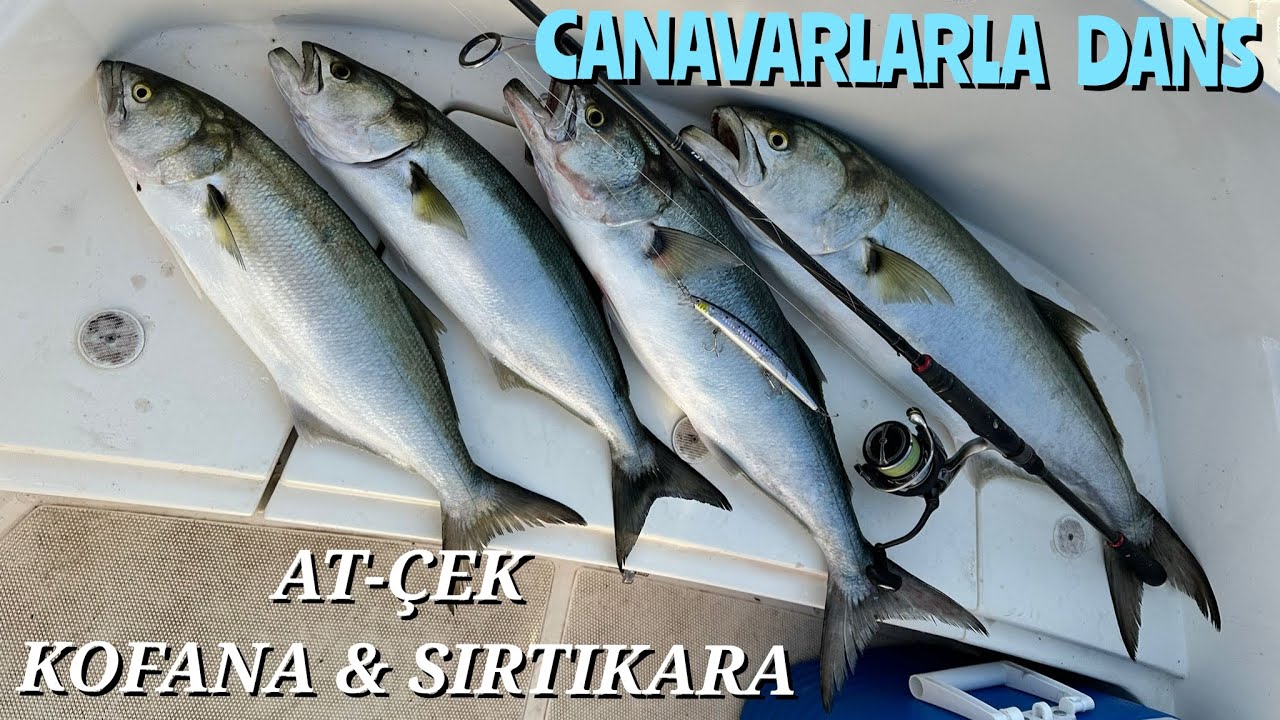 AT ÇEK KOFANA, SIRTIKARA AVI. CANAVARLARLA DANS!  #bodrum #kofanaavı #balıkavı #bluefish #asioltacı