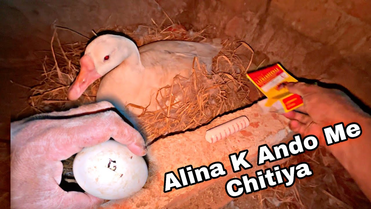 Alina K Ando Pe Chitiya Lag Gai || Ab chujjo Ka Kya hoga