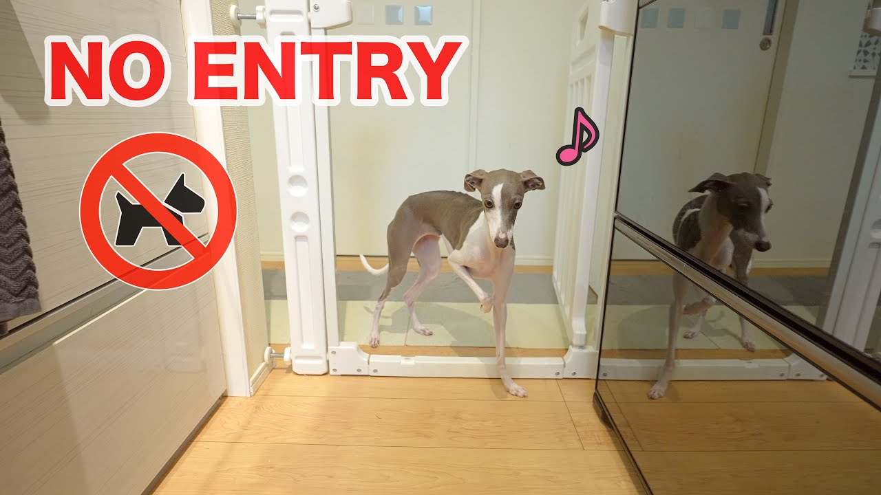 前足だけなら入っても許されると思い込んでいる愛犬が可愛過ぎたwww