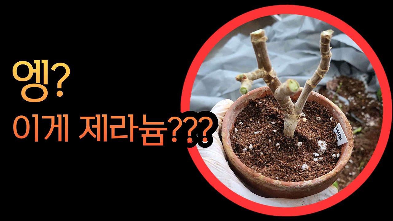 [4K] 싹뚝싹뚝 제라늄 강전정, 이것만 지키면 모두 성공~!!! 강전정한 제라늄 주의사항, 몽둥이로 자른 제라늄의 변신 before & after 