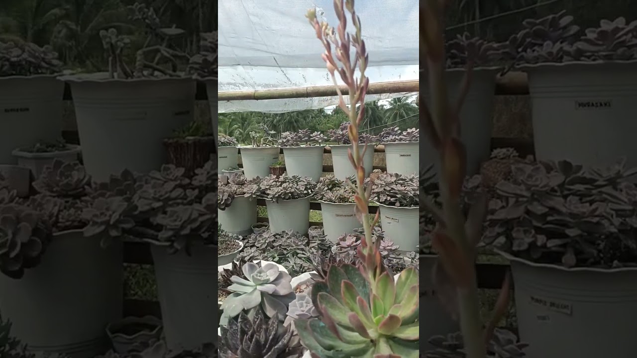 growing succulents #succulentlover  #merjhensgarden  #garden