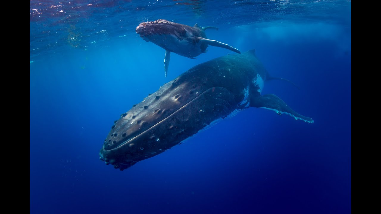 Swim with Humpback Whales - Tonga