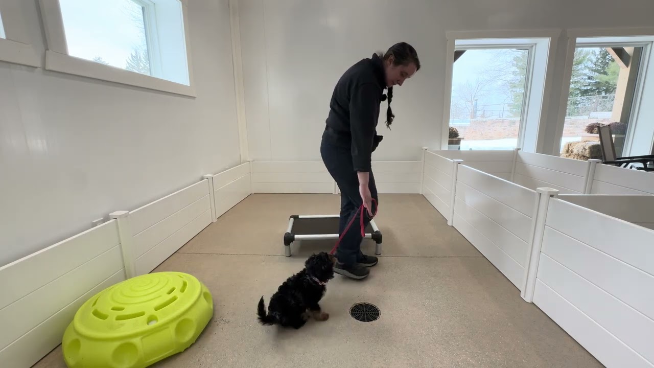 Stack Collar & Leash Skill 02/11