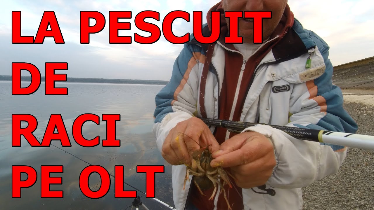 CONGO PRINDE CIORTANI SI  RACI PE OLT DIN CAUZA BLESTEMELOR OANEI LOVIN