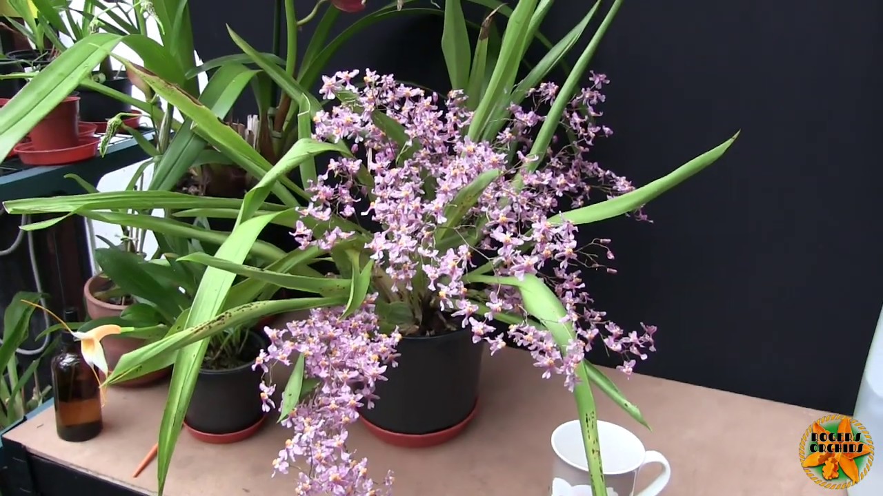 Orchid Blooms, A FaF, and More Blooms