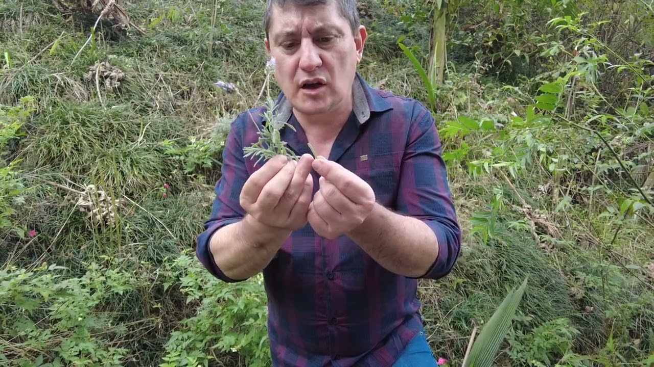 Lavanda ou alfazema? São plantas diferentes?