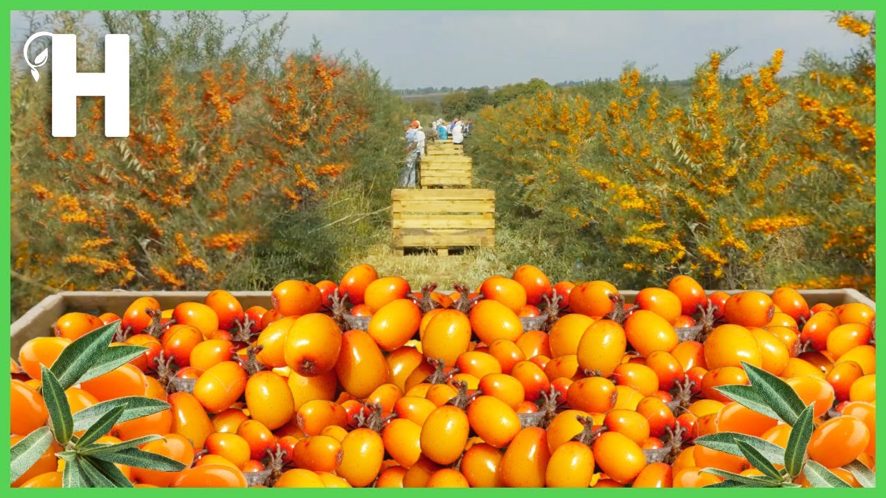 Выращивание и сбор облепихи [Жидкое золото] — Как обработать облепиху @happyfarm85