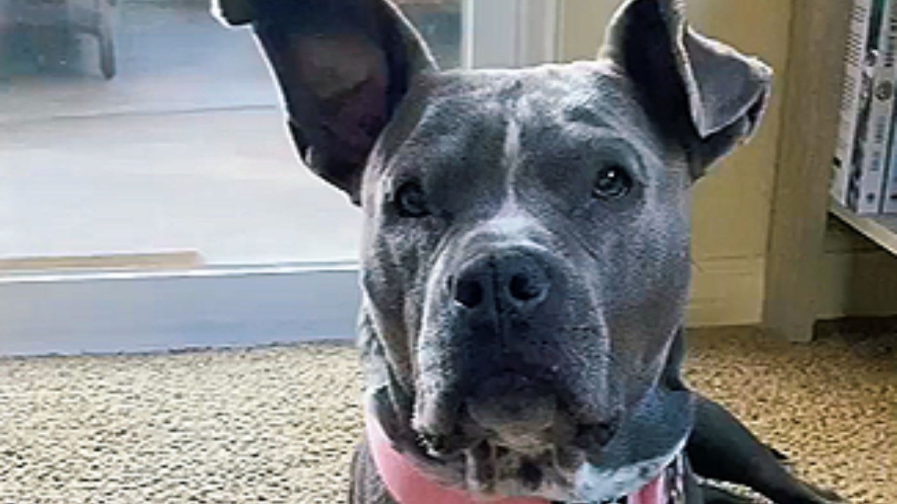 I never wanted a dog, but he chose me and changed everything