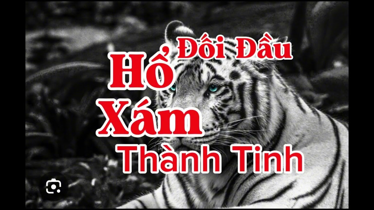 ĐỐI ĐẦU HỔ XÁM THÀNH TINH | Lê Anh diễn đọc