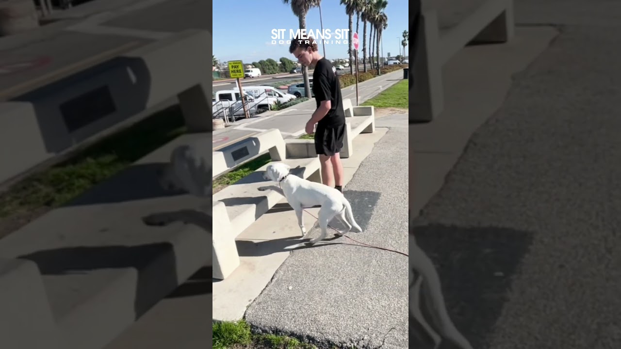 Rooney Takes a Beach Field Trip! | Sit Means Sit Dog Training Orange County