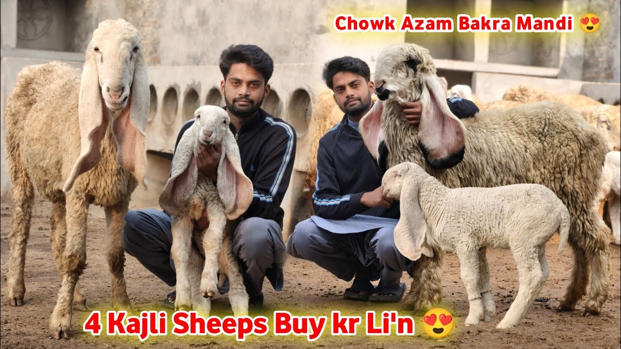 Alhumdullilah 4 Top Quality ki Kajli Sheeps Lay Li'n 😍 Chowk Azam Bakra Mandi 🥰