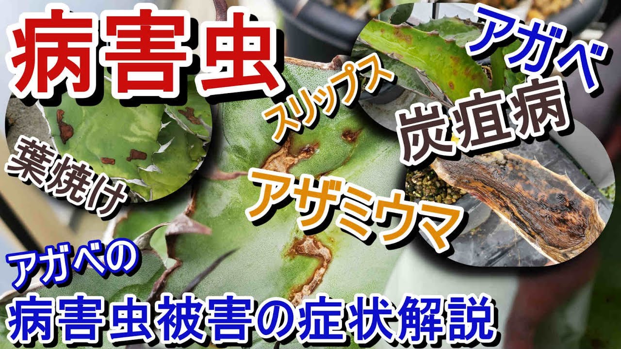 【病害虫】アガベの病気・害虫、アザミウマ(スリップス)・炭そ病・葉焼けなどの症状解説。注意しましょう・・・【Agave】【園芸】