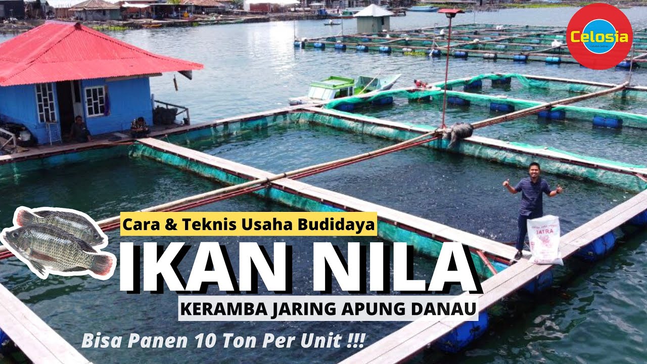 Usaha Budidaya Ikan Nila Di Danau, Bisa Panen 10 ton per Unit Keramba‼️