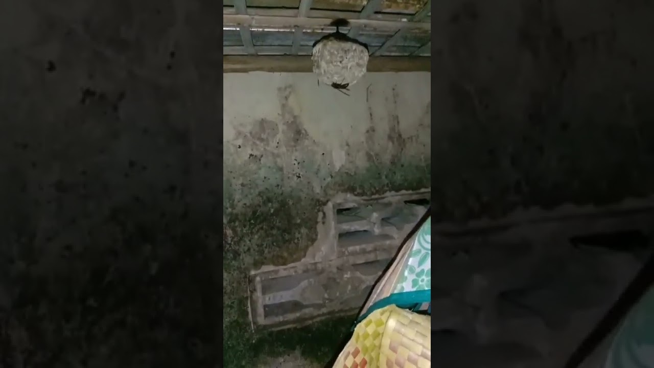 CARA MUDAH MEMBASMI TAWON NDAS