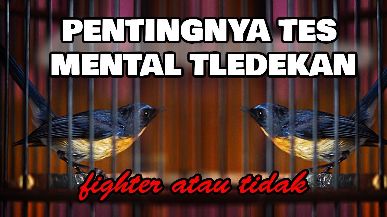 TES MENTAL TLEDEKAN