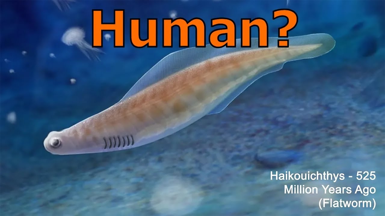 4 BILLION Years of Life: Bacteria to Human Evolution MORPH (The Full Story) 🦠➡️🧑EDU
