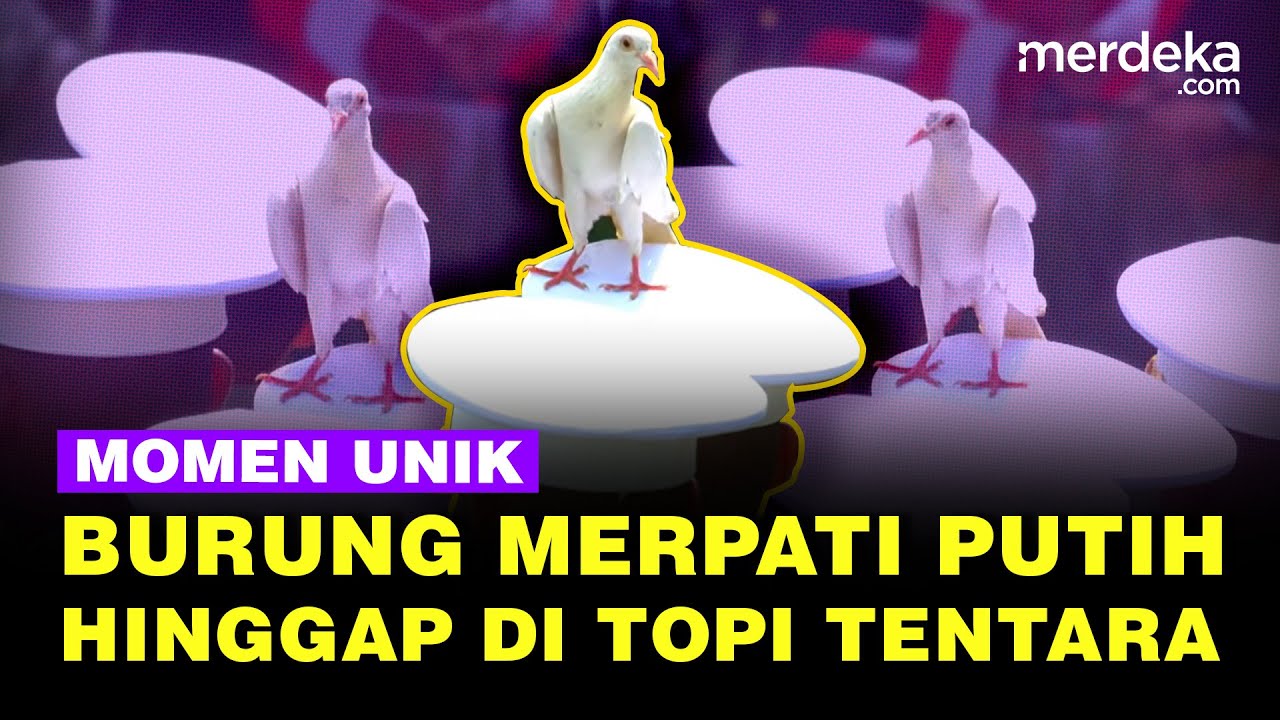 Tertangkap Kamera, Momen Unik Merpati Putih Hinggapi Topi Tentara saat Upacara HUT ke-80 RI