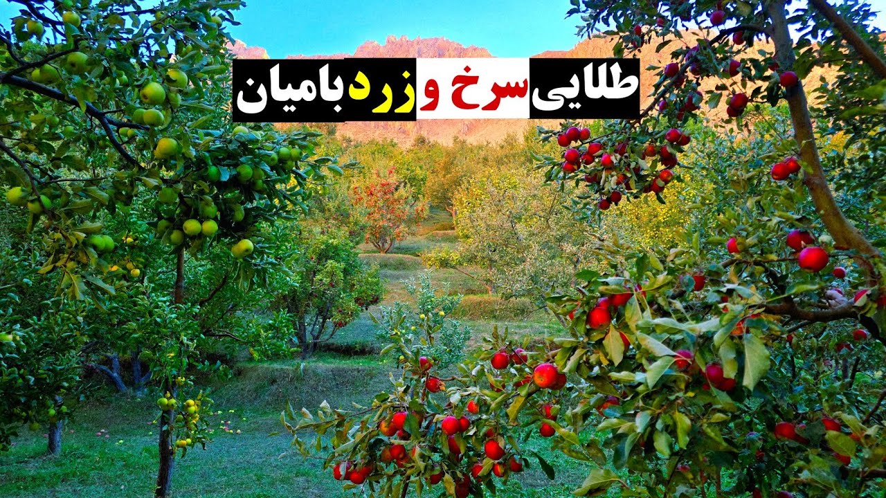 بامیان تنها به کچالویش معروف نیست، بلکه سیب‌های باکیفیت و خوش‌مزه هم دارد.