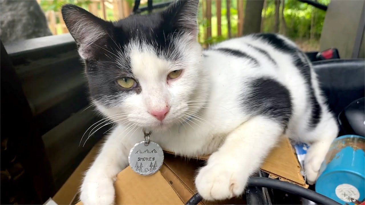 Smokey Barn Cat is Having Seizures | This is the Story