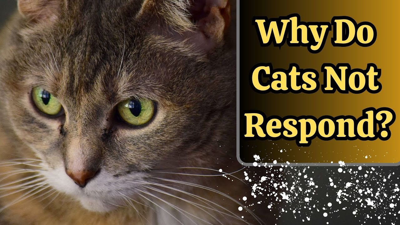 Why Do Cats Ignore Their Name When You Call Them?