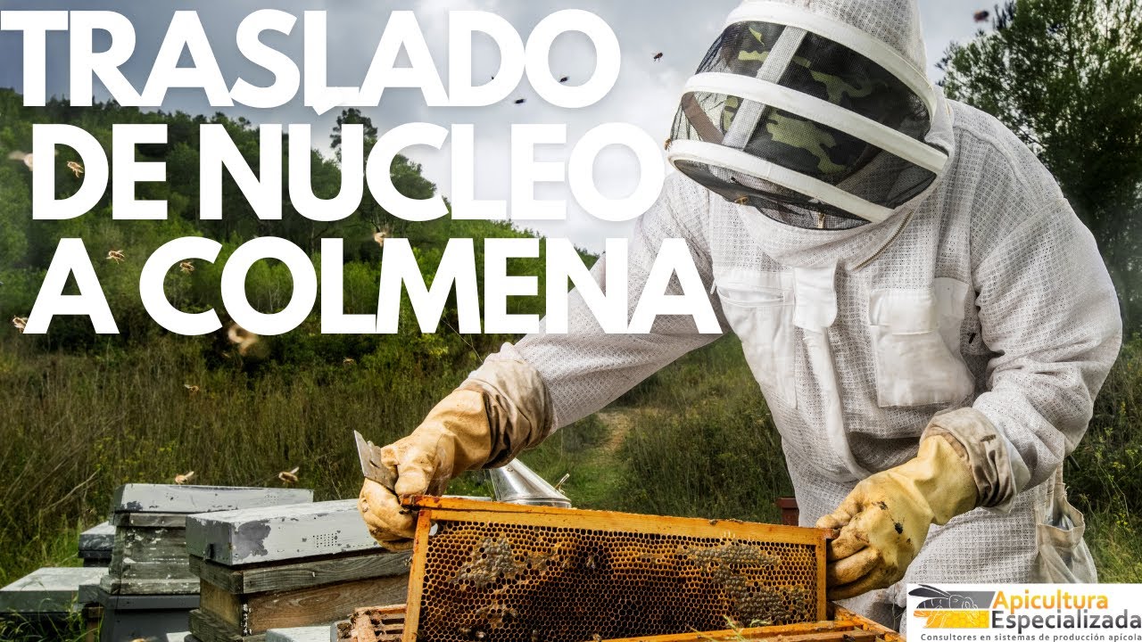VIDEO 20 CURSO BÁSICO de Apicultura - Cómo trasladar un NÚCLEO a una COLMENA