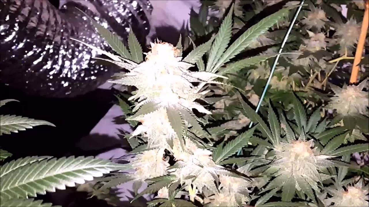 Week 7 of Flower !!