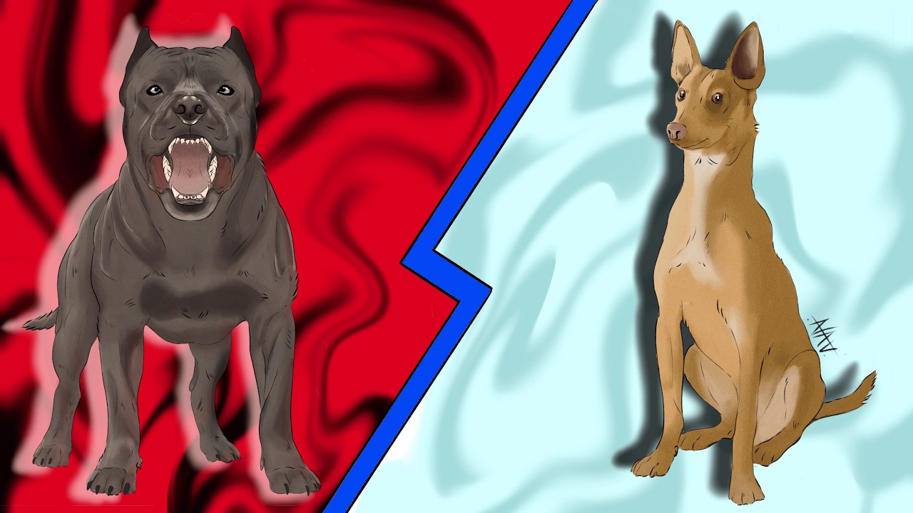 Los PERROS romanos NO eran como piensas