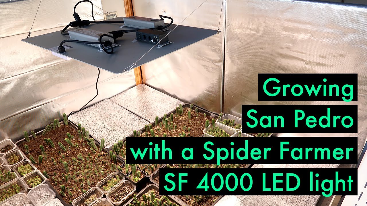 Growing San Pedro cactus with a Spider Farmer SF 4000 LED grow light