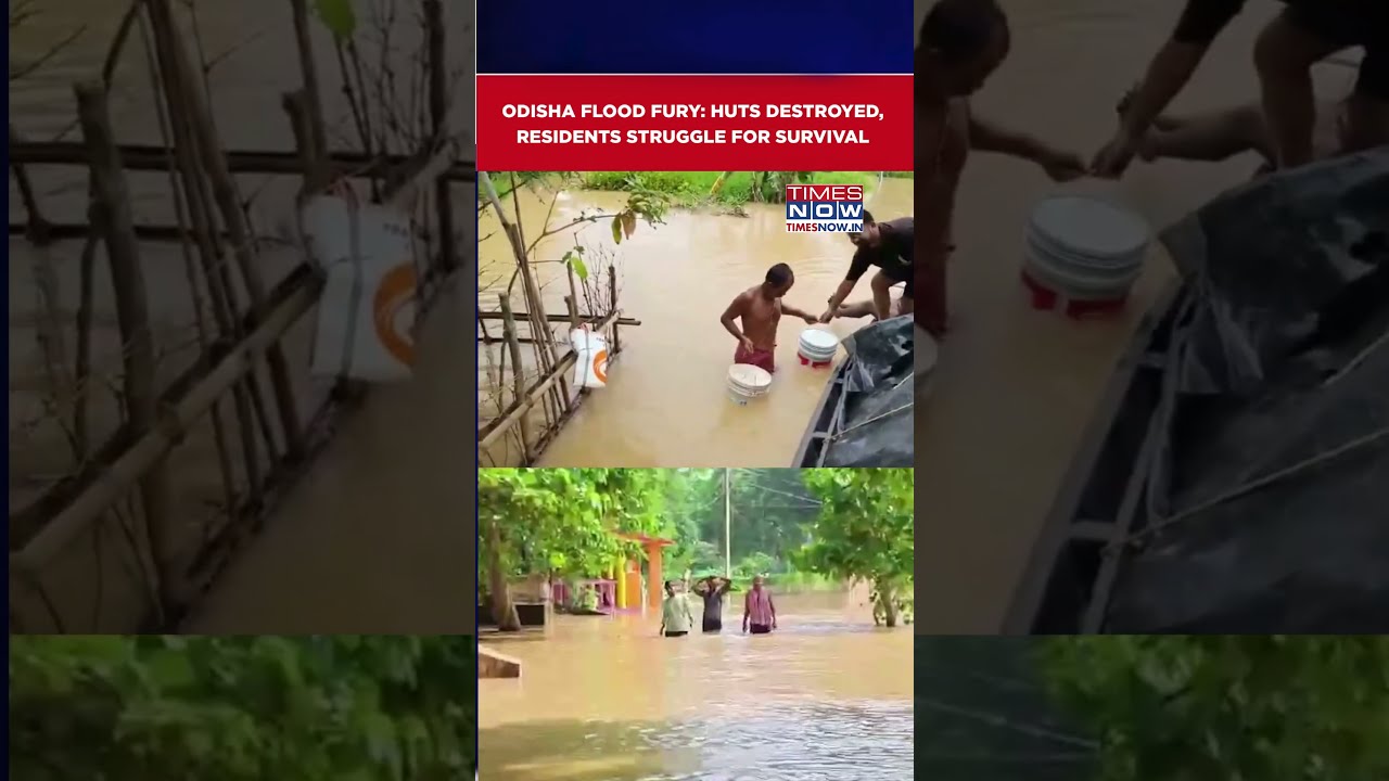 Odisha Floods Leave Kendrapara Residents And Livestock Vulnerable To Hunger #shorts