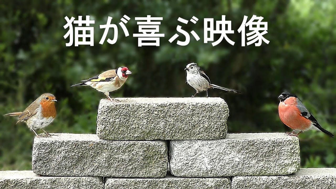 猫が喜ぶ映像 😺 カラフルな鳥 😺 猫用動画