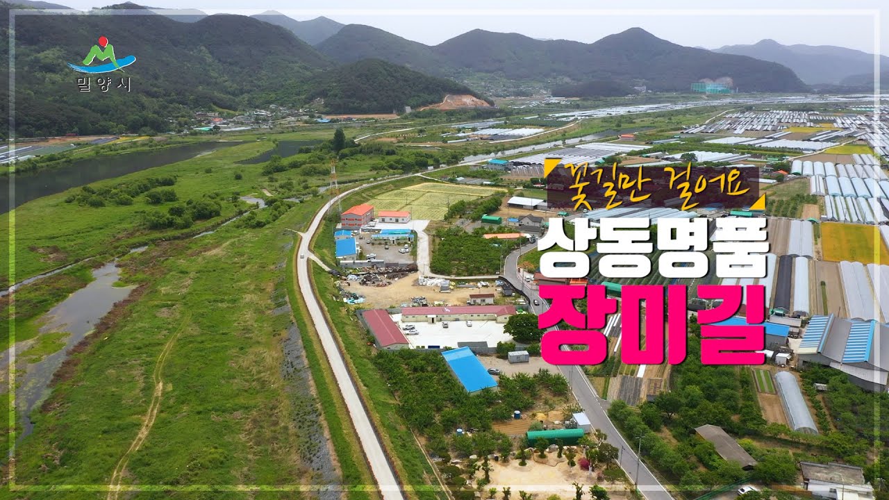 상동명품장미길 [밀양]