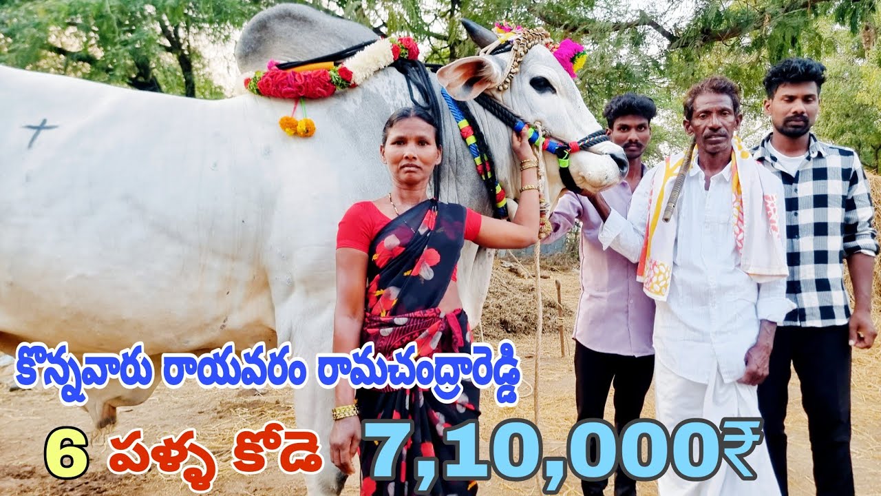6 పళ్ళ కోడెను 7,10,000₹ కొన్నవారు రాయవరం రామచంద్రారెడ్డి-oxen prices-ongole cattle price-ox price-ox