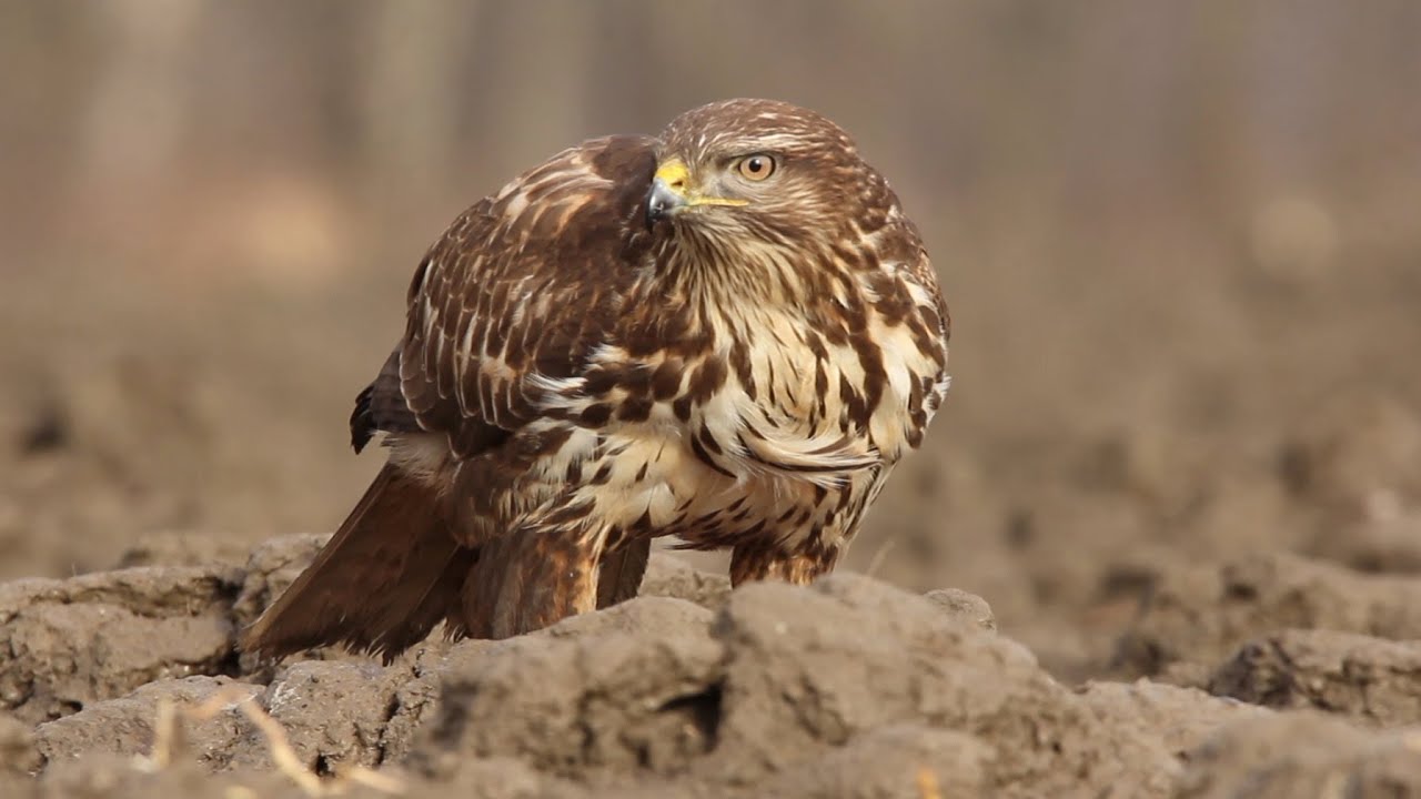 Common buzzard (Buteo buteo) - Photographing hawks