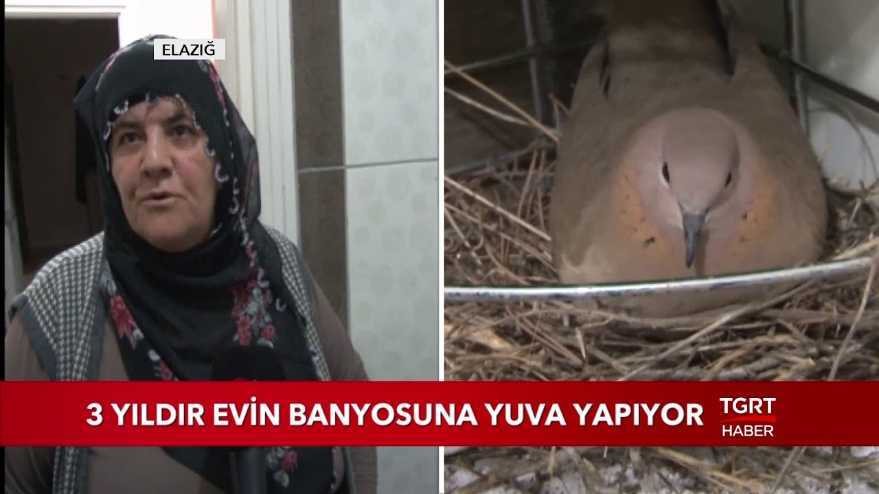 3 Yıldır Evin Banyosuna Yuva Yapıyor