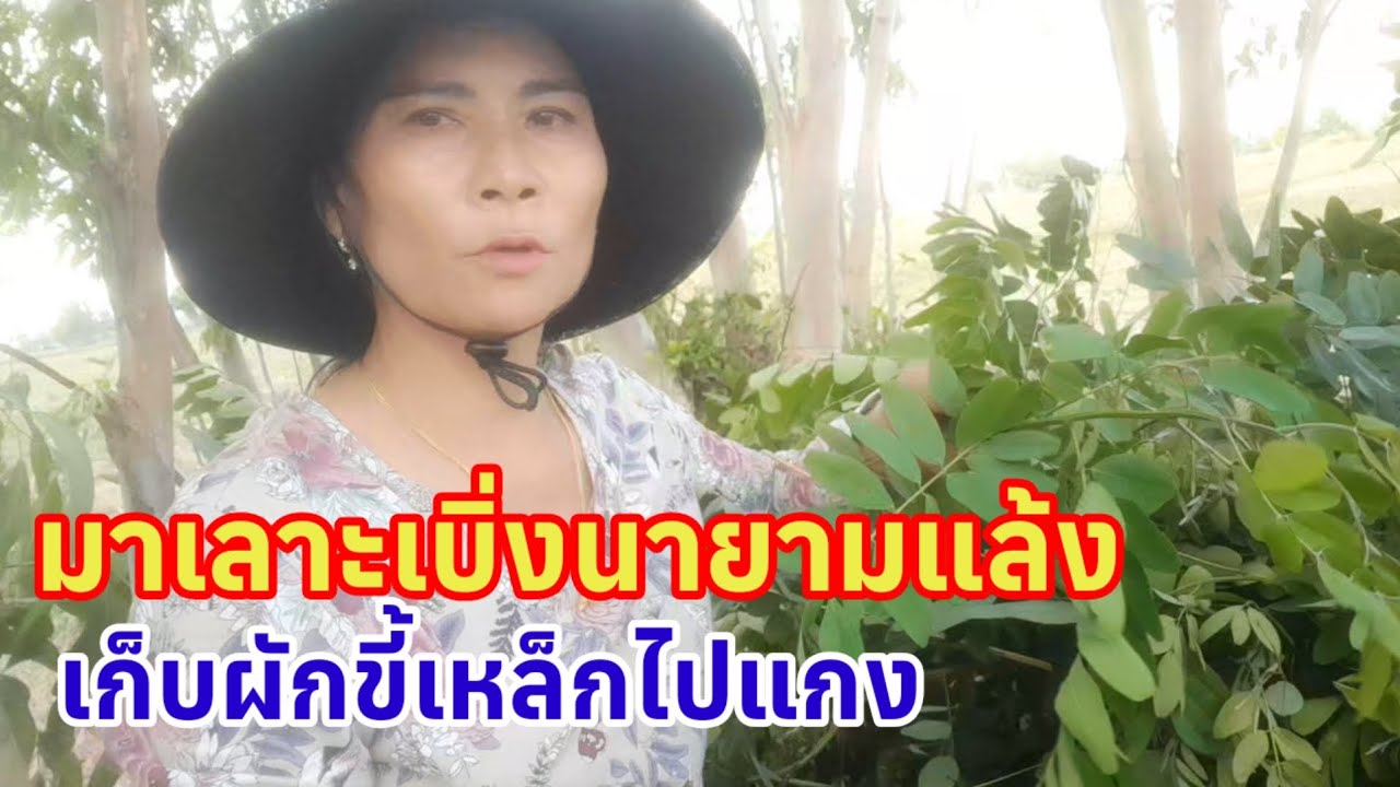 # บ้านนอกบ้านนาหาอยู่หากิน บอกมาทุ่งนาก็ได้ผักขี้เหล็กไปแกง บ้านเราอุดมสมบูรณ์