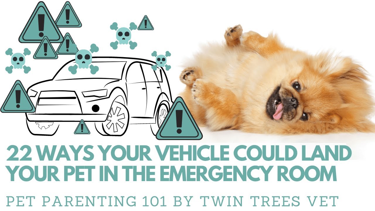 Can You Name All 22 Vehicle Dangers for Pets? ︱Pet Parenting 101 (FREE Vet Advice)