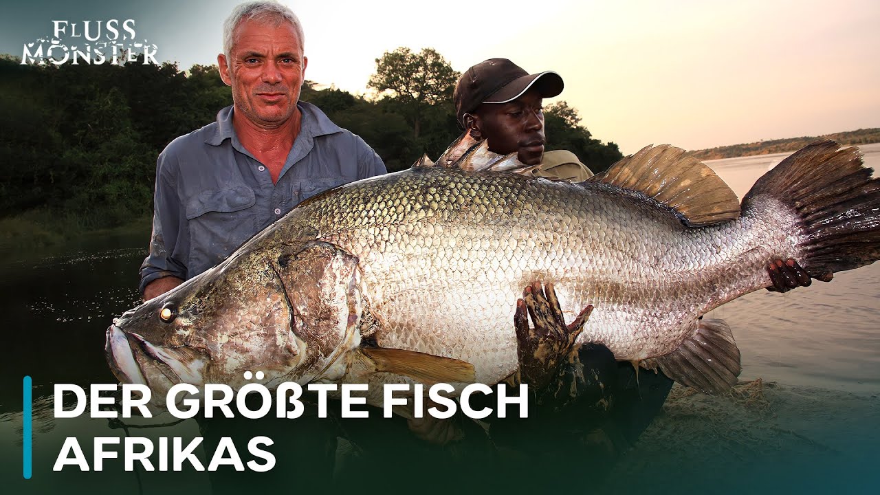 Nilbarsch: Der Gigant des afrikanischen Süßwassers | Fluss Monster
