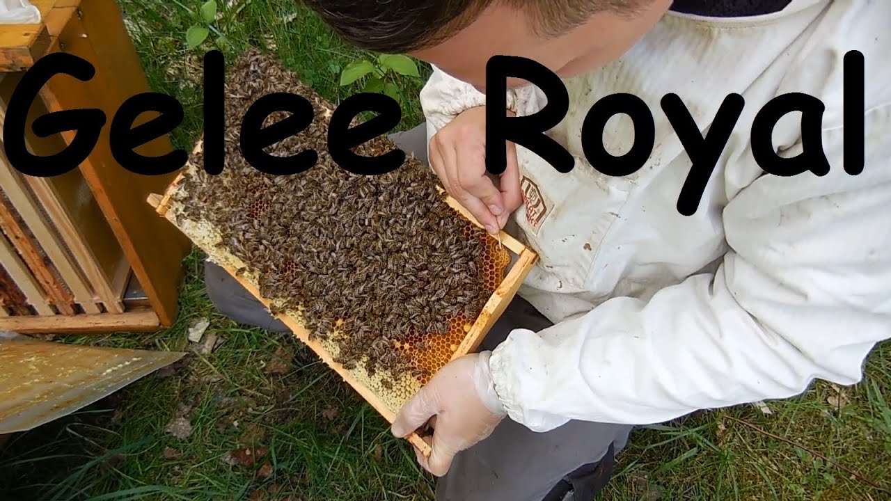 Gelee Royal essen kostbares aus dem Bienenvolk