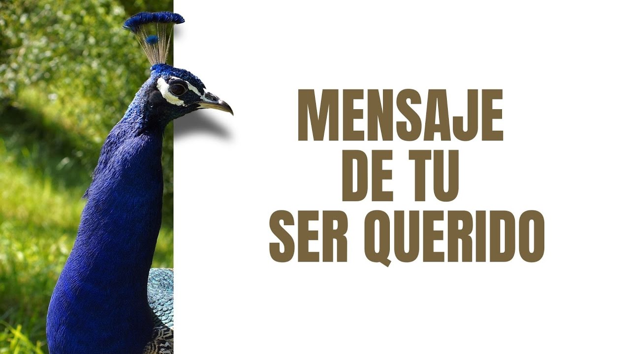 MENSAJE de tu SER QUERIDO...✨