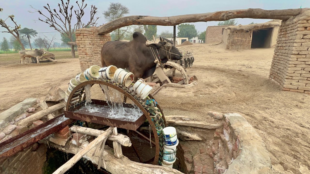 Rare View Of Traditional Water Wheel Farming || Desi Irrigation System || Pind Punjab Tv 