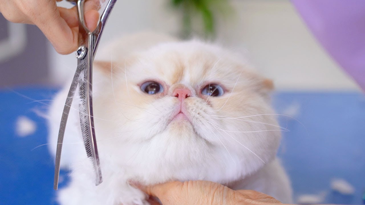 Голубые глаза, Розовый нос... Как я мог не любить тебя? 😻🛁✂️❤️