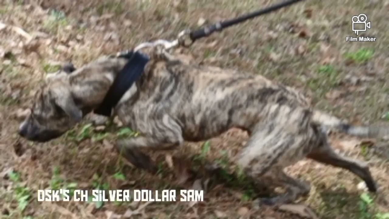 Brindle Gamedogs в истории #apbtlove #realapbt #apbtlife 