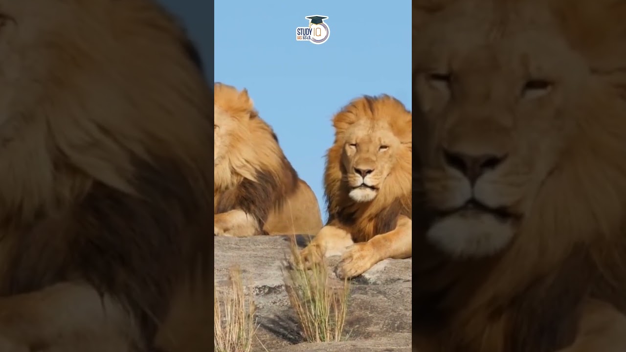 Asiatic Lions & African Lions | Asiatic lions vs African lions | Amrit Upadhyay | StudyIQ IAS Hindi